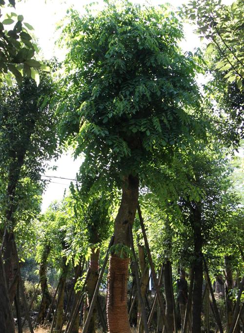基地批发紫檀树苗榈木花榈木蔷薇木羽叶檀印度紫檀树苗 观叶 绿化