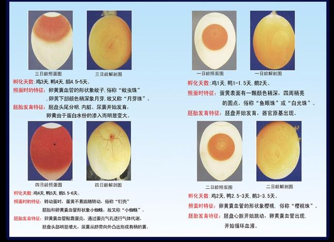 鸡蛋孵化三天照蛋看到蛋壳不像没孵时那样透明像斑一样的黑点,这些蛋