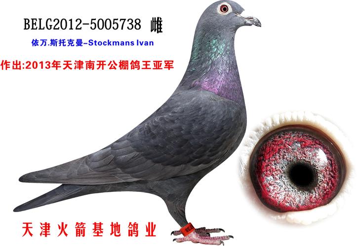 黑色经典-2_天津火箭基地鸽业_ ag188.com爱鸽商城
