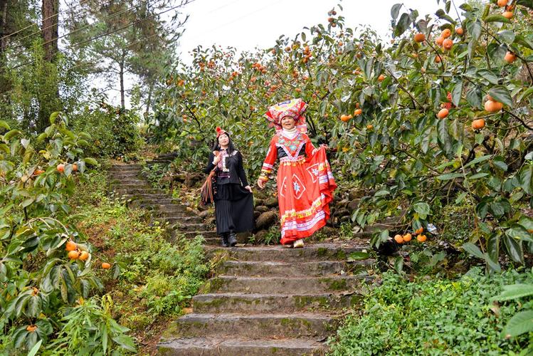 恭城柿子美--桂林市职工摄影协会创作活动贴