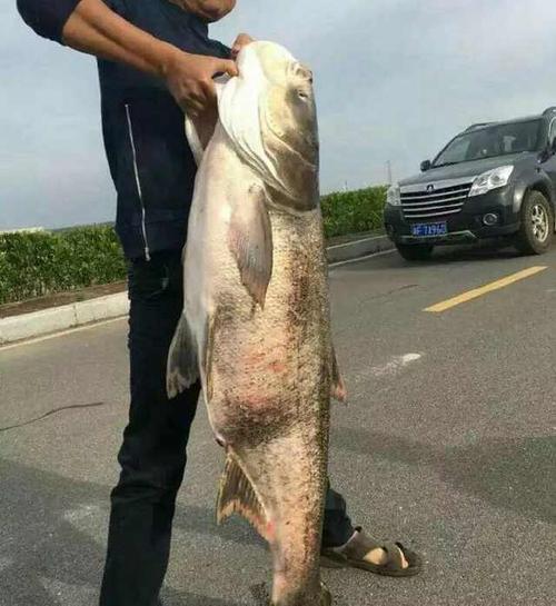 千岛湖钓上一条大鱼,二三十斤,赶紧放生!