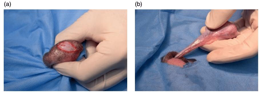 犬猫去势手术:阴囊切口与阴囊前切口_睾丸