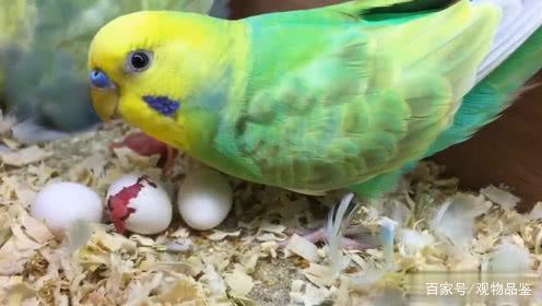 鹦鹉多久下蛋,家养鹦鹉会自己繁殖吗|虎皮鹦鹉|母鸟