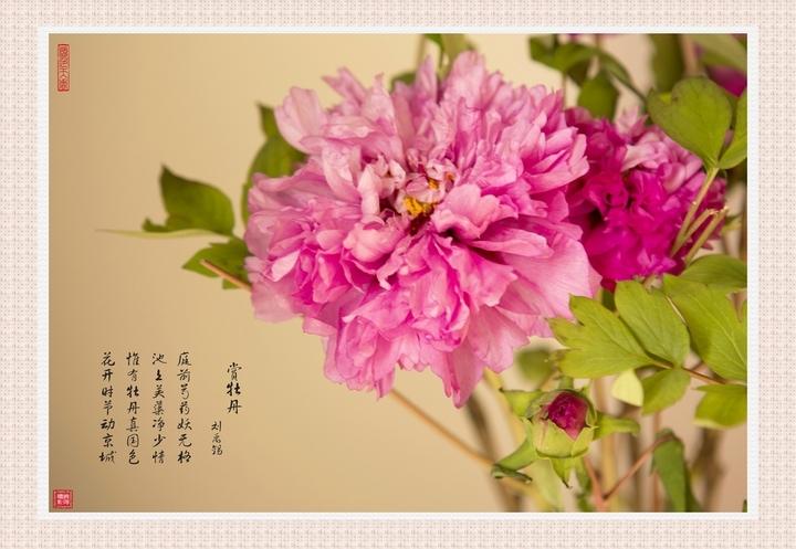 《赏牡丹》原文翻译及赏析