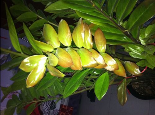 我家的花,金钱树怎么了?