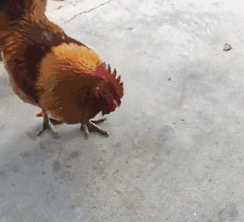 只见大公鸡身后踱过来一只小母鸡,看起来气定神闲的,这时候,刚刚啄起