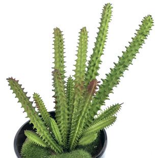 仙人柱仿真植物