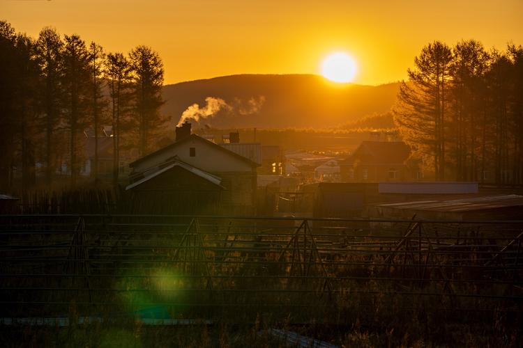 早上五点自己出来拍乡村日出,小狗老牛都很配合