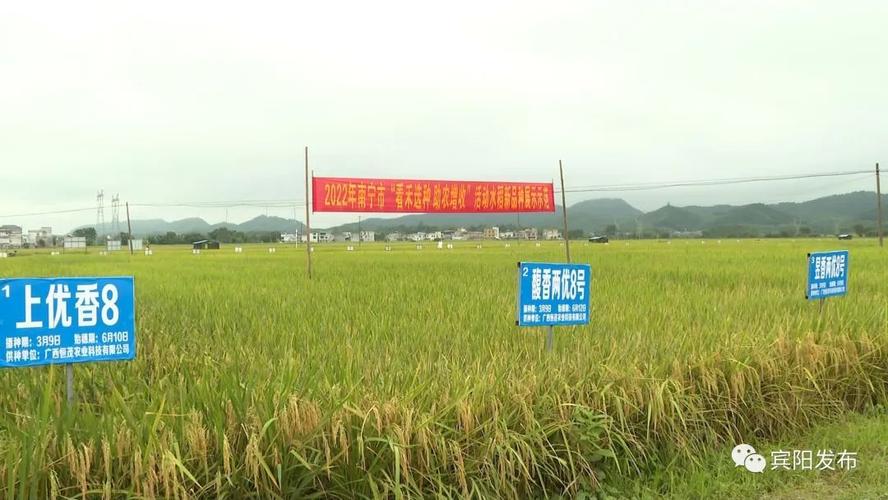 种子企业征集了常规稻,杂交稻,超级稻,特种稻四种类型共88个
