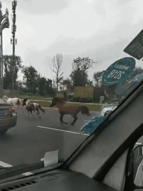 怎么肥四!18匹马"越狱"在成都公路上狂奔 众人开车追10公里