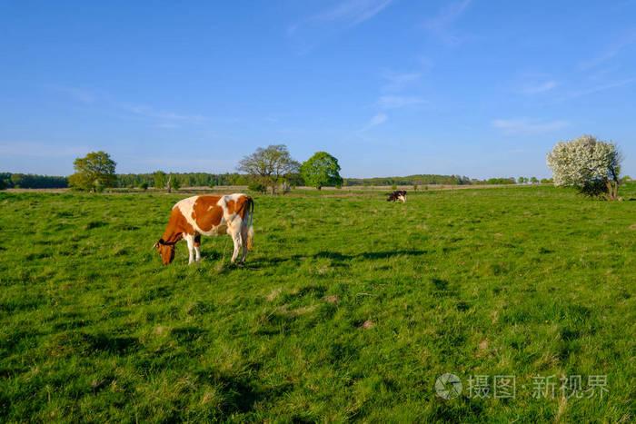 夏天, 牛在草地上吃草