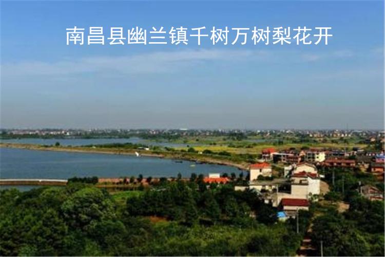 南昌县幽兰镇千树万树梨花开