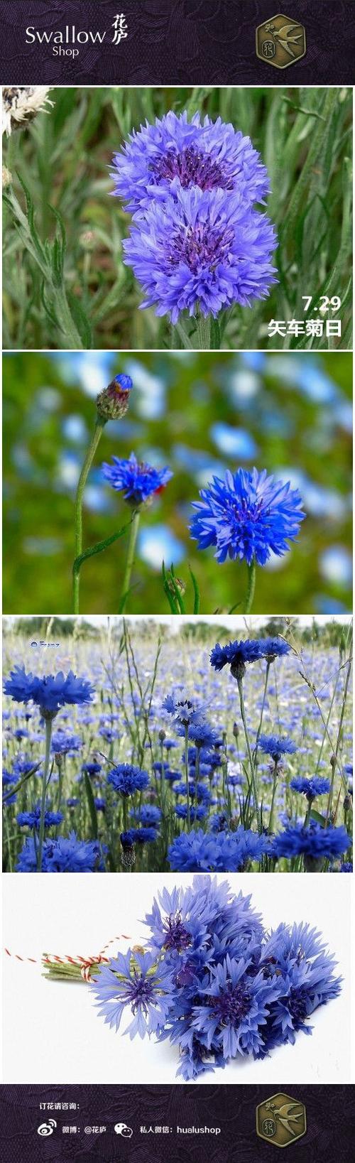 [花语·7月29日·矢车菊日]遇见之爱.