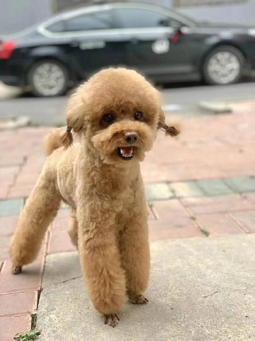 重金寻狗 青岛市北区龙城路镇海路路口附近丢失泰迪犬一只