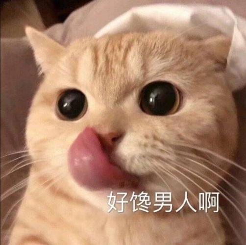 干干净净搞笑微信表情包「金馆长表情包」