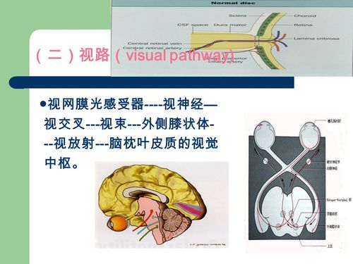 至视交叉前脚的这段神经. ▲ 视神经分为 4 段 1.