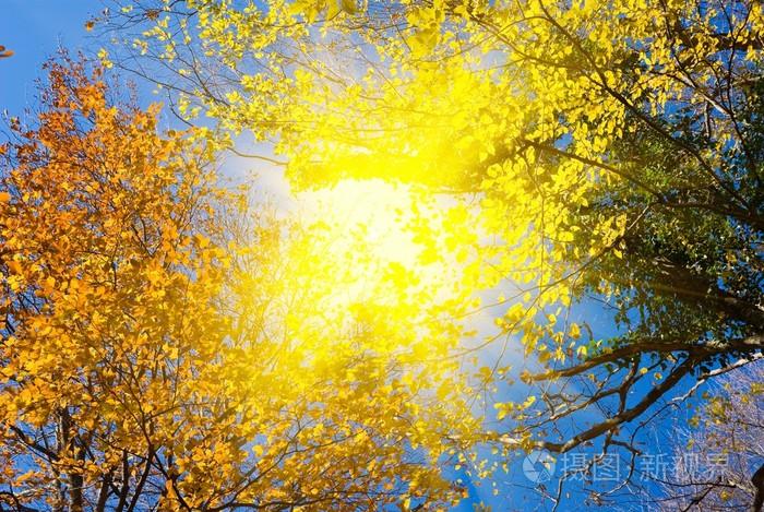 秋天的太阳光线中的树木