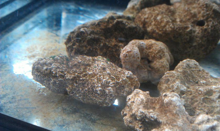 硝化细菌多久能培养出来?