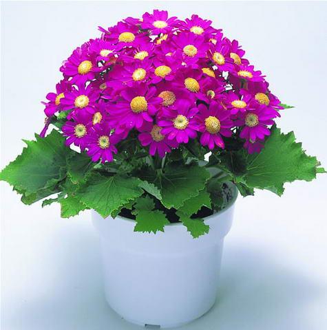 科属: 菊科瓜叶菊属 用途:花坛,盆栽,花境.