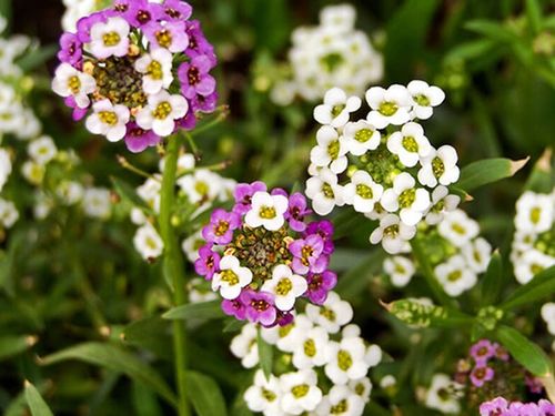 香雪球花语是什么 香雪球花语大全