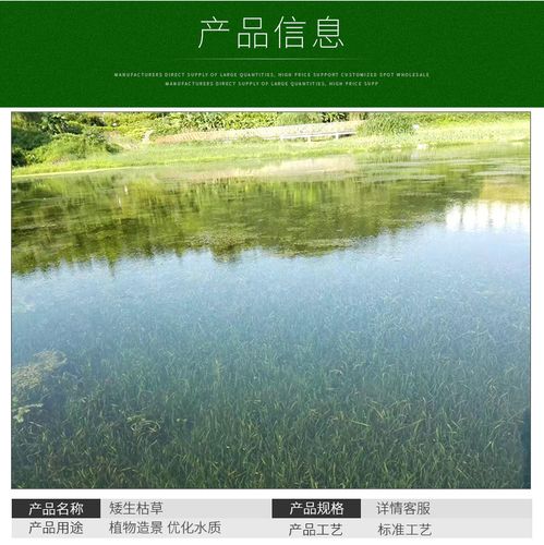 基地种植批发沉水植物 矮生苦草黑臭河道治理水体绿化植物