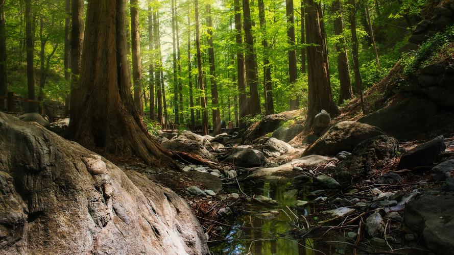 寂静的森林树林图片(3/7)