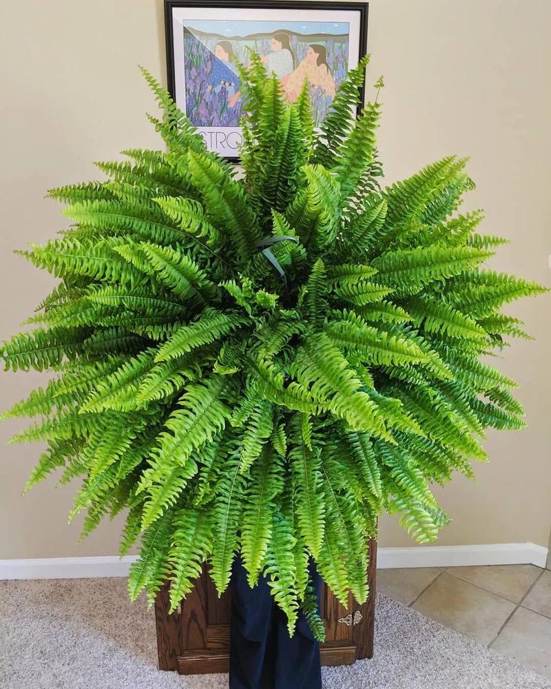 原创极其耐阴的几种观赏蕨类植物,教你几个养护的秘诀,避免叶黄干尖