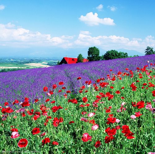 薰衣草花田