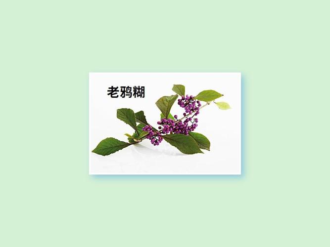 老鸦糊(学名:callicarpa giraldii)是马鞭草科紫珠属的植物,是中国的