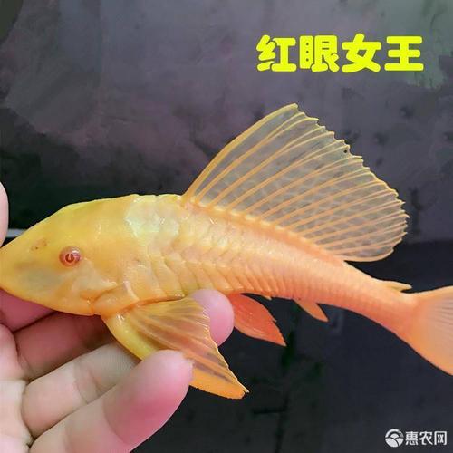 纯正红眼清道夫鱼吸尘鱼吃青苔的鱼耐养吸尘鱼垃圾鱼大帆女王