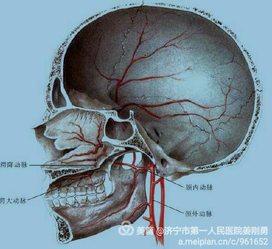 来源于颞浅动脉的颞中动脉供应颞肌筋膜,并有少量血管供应颞肌.