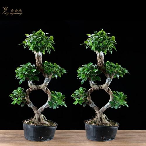 购客榕树盆景老桩大型金钱榕树盆栽s型弯8字造型人参榕树苗室内外小叶