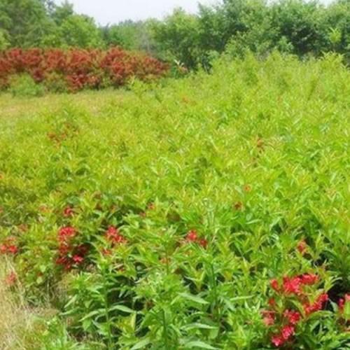 南阳基地绿化苗木庭院花卉植物 锦带树苗耐寒耐旱