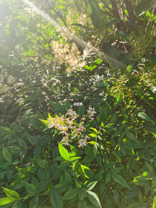 南天竹开花也很美._家装_家居_家居装饰_家居家装