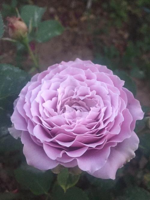 供应大厅  苗木花草  玫瑰  常年出售各种玫瑰月季丰花月大花月季