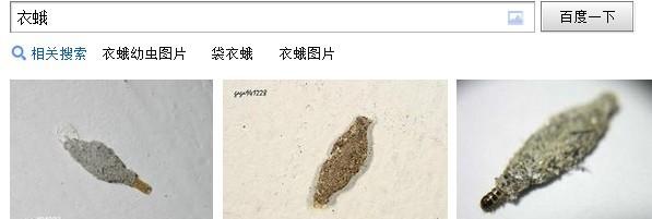 展开全部 你说的是衣蛾吧