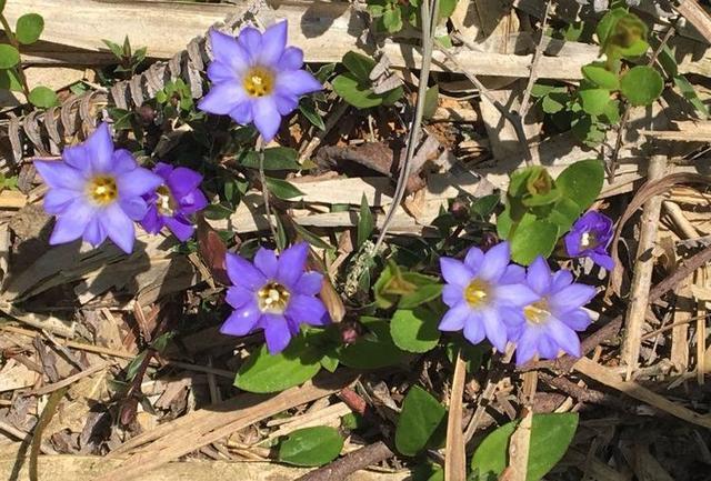一种农村不起眼的野草,药用,观赏价值高,得"华南龙胆"