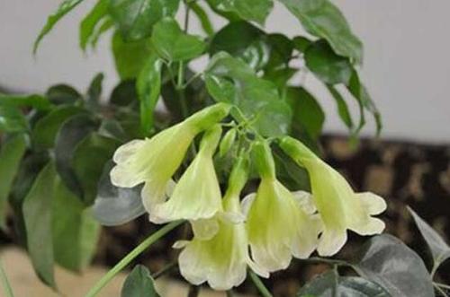 幸福树开花吗,幸福树开花什么预兆/花期4个月象征吉祥