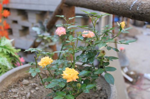 藤彩虹图片和介绍