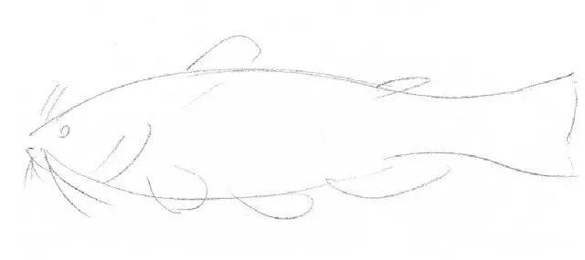 5 5图解素描花卉教程和鲢鱼教程,小白素描绘画必备教程