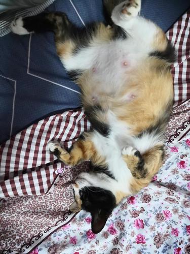 我5.20捡的流浪猫猫,怀孕了不知道啥时候生产