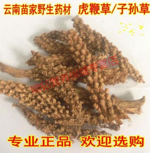 康中尊 虎鞭草 云南苗家特产野外生长中草药原材料 泡酒料中药原材料