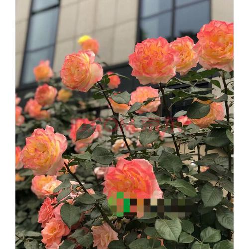 大花香水月季大花品种香水嫁接灌木爬藤月季花苗庭院植物四季 t1 黄色