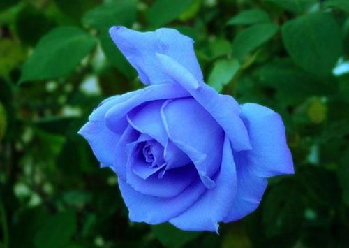 蓝色妖姬是一种加工花卉,由 a href="#" data-lemmaid="32865">月季 