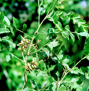  p>胀果甘草( i>glycyrrhiza inflata /i>  batalin),多年生 a>草本 