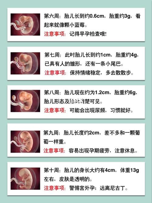超详细1-40周胎儿发育全过程7515注意事项_胎儿_怀孕_孕妈_便秘