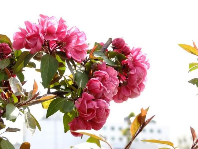 海棠花深粉红色,开花繁密而艳丽,花期4月下旬.