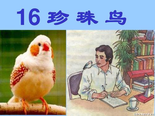 《16珍珠鸟》ppt课件