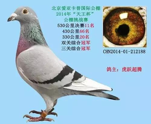 美好人生,环号nl08-2020821,作出者:荷兰彼特·文斯特拉,母亲是