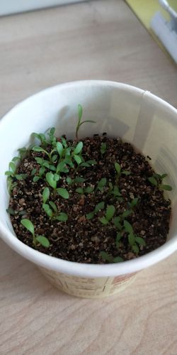 报春花的生长过程